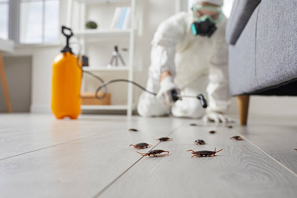 Commercial Rodent Management in Ives Estates